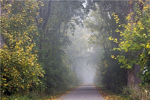公园,道路,雾,秋天