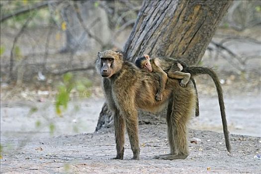 黄狒狒,背影,莫瑞米,国家公园,野生动植物保护区,奥卡万戈三角洲,博茨瓦纳,非洲