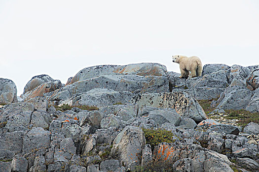 北极熊,站立,平滑,石头,岸边,哈得逊湾,曼尼托巴,加拿大