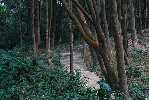 初冬12月登高羊城广州帽峰山沿途美景