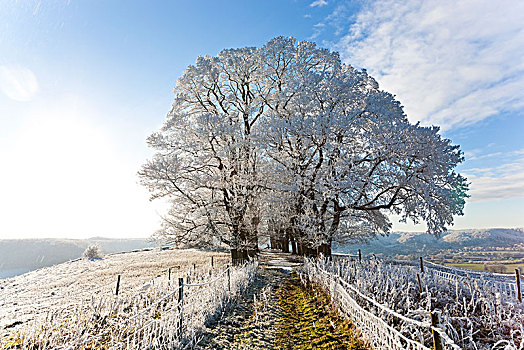冬季风景,积雪,地点,栅栏,树,反光,阳光