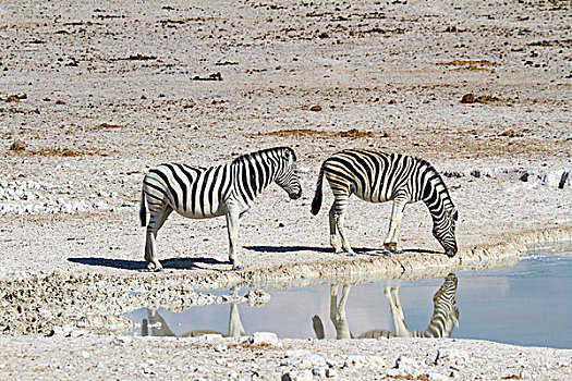 斑马,水坑,埃托沙国家公园,纳米比亚,非洲