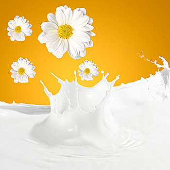 倒出,白色,新鲜,牛奶,甘菊,背景