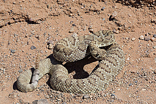 莫哈韦沙漠,响尾蛇,响尾蛇属,展示,彩虹,自然,区域,莫哈维沙漠,加利福尼亚