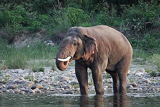 亚洲象,雄性动物,饮用水