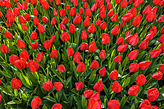 鲜明,红色,郁金香,库肯霍夫花园,春天,荷兰南部,荷兰