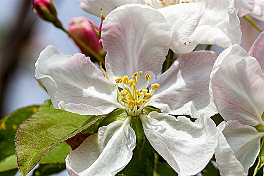 苹果花,蔷薇科,茄科