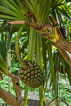 海南兴隆南国热带雨林游览区野菠萝树