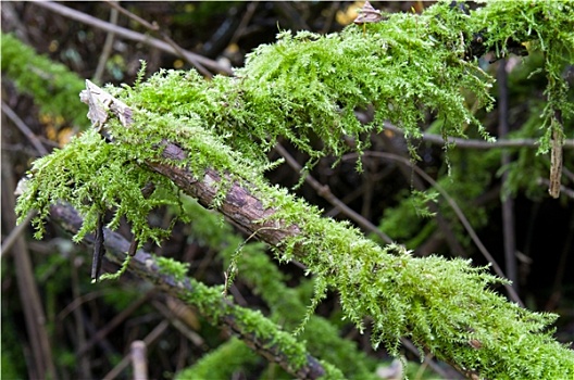 湿,苔藓,绿色
