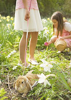 女孩,走,垂耳兔,拴狗绳,复活节彩蛋,猎捕