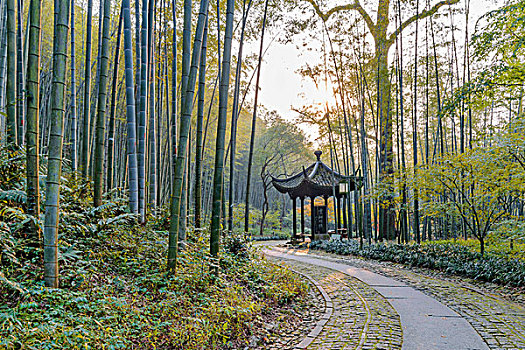 杭州云栖竹径秋景