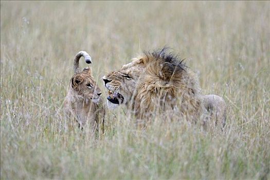狮子,玩,幼兽,马赛马拉,国家公园,肯尼亚,东非