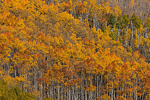 彩色,秋天,白杨,小树林,靠近,科罗拉多,美国,大幅,尺寸