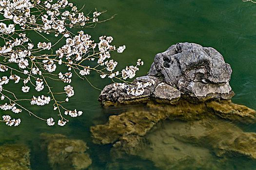 杭州太子湾公园樱花溪流