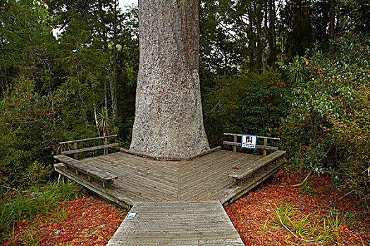 树,800年,老,公园,奥克兰,区域,北岛,新西兰