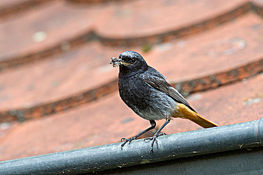 黑色,橙尾鸲莺,食物,屋顶,北方,黑森州,德国,欧洲
