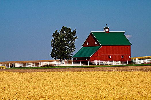美国,华盛顿,红色,谷仓,围绕,成熟,小麦