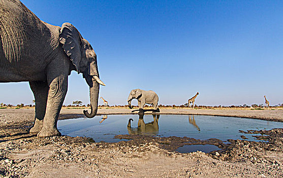 非洲,博茨瓦纳,乔贝国家公园,非洲象,喝,小,水潭,长颈鹿,牧群,萨维提,湿地