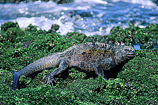 海鬣蜥,绿藻,退潮,费尔南迪纳岛,加拉帕戈斯,群岛,厄瓜多尔