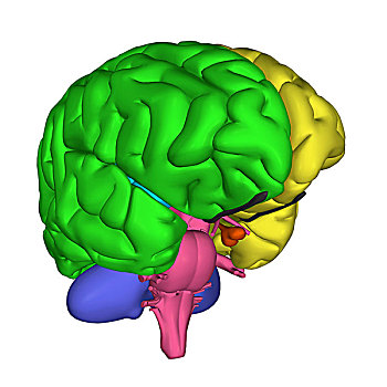 大脑,局部,中枢神经系统,人,头部