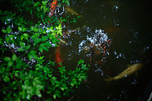 夏天池塘金鱼