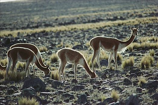 小羊驼,家族,群,放牧,高原,植被,潘帕伽勒拉斯国家保护区,秘鲁