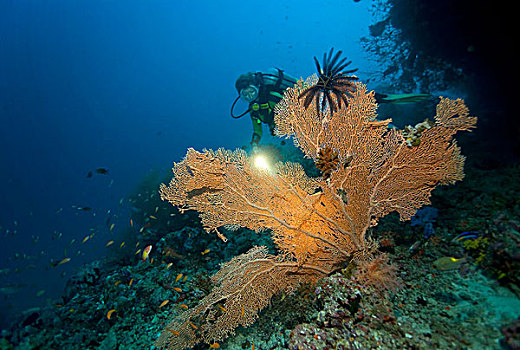 珊瑚海扇,珊瑚,马尔代夫,印度洋,亚洲