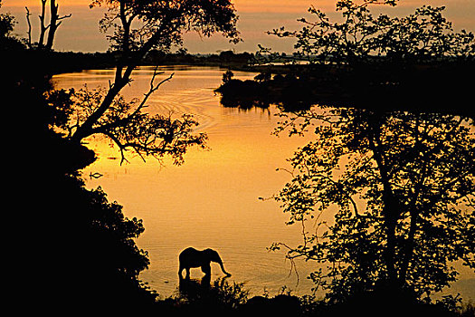 非洲象,喝,乔贝国家公园,博茨瓦纳