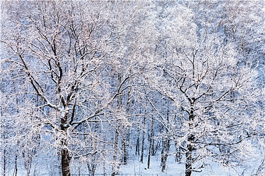 雪,橡树,树林,冬天,白天