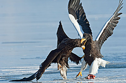 海鹰,虎头海雕,幼小,争斗,上方,食物,堪察加半岛,俄罗斯
