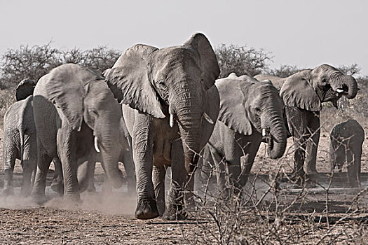 埃托沙国家公园,纳米比亚,非洲,牧群,灌木,大象