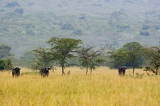 非洲水牛,湖,国家公园,乌干达,非洲