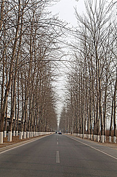 笔直的柏油路两旁长着两排整齐的树