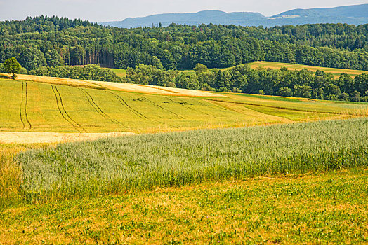燕麦,地点,德国南部