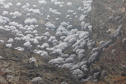 贺兰山晴雪