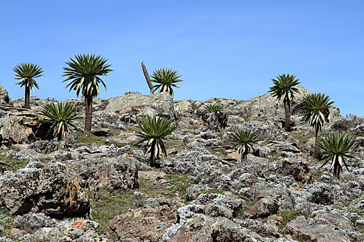 山梗莱属植物,大捆,山,埃塞俄比亚