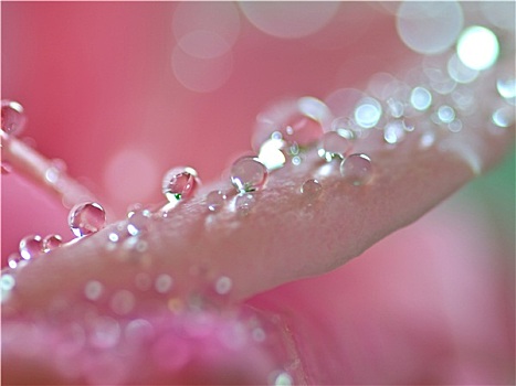 微距,粉红玫瑰,花,小水滴