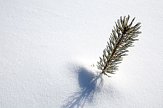 小,树,生存,雪地