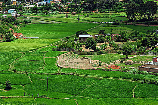 madagascar,fianarantsoa,rice,fields,in,the,middle,of,city