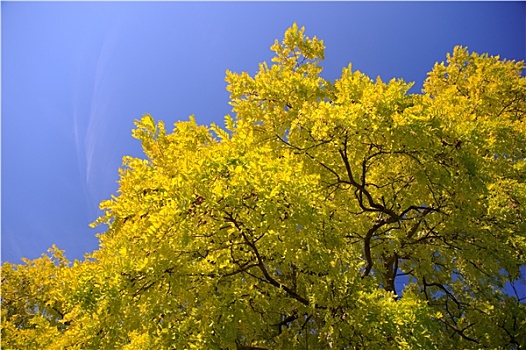 黄色,树梢,秋天