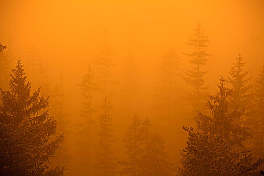 树林,雾,黄色