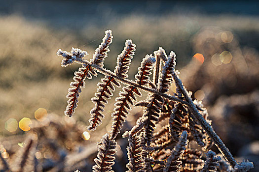 霜,欧洲蕨,羊齿植物,冬天,白天,阿斯托里亚,俄勒冈,美国