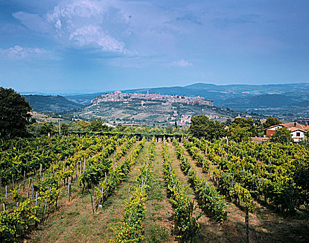 葡萄种植,靠近,奥维多,翁布里亚,意大利