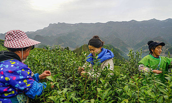 重庆酉阳,春来贡茶满山绿,万人同采致富茶