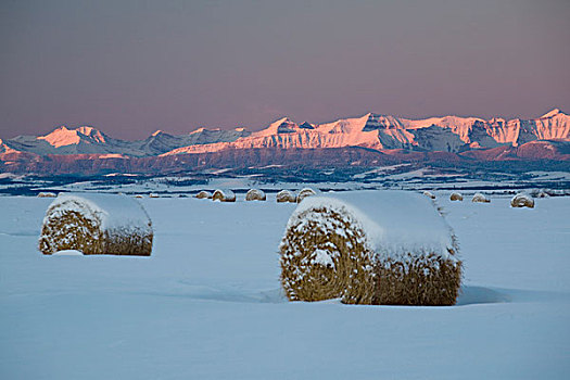积雪,干草包,日出,艾伯塔省,加拿大