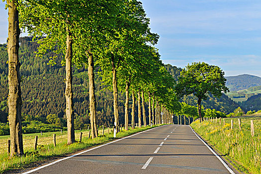 酸橙树,道路,乡间小路,春天,黑森州,德国