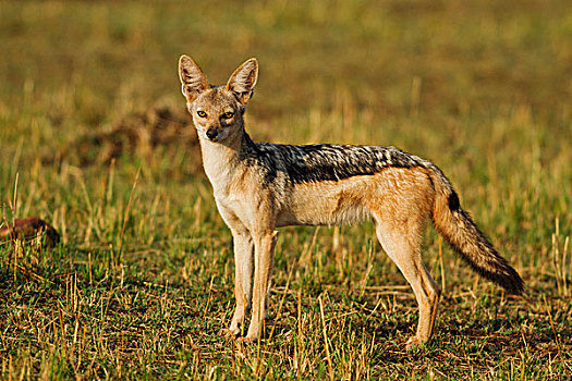 黑背狐狼,黑背豺,马赛马拉,野生动植物保护区,肯尼亚