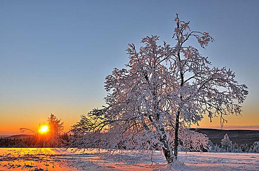 积雪,树,日出,霜,冬季风景,北莱茵威斯特伐利亚,德国,欧洲