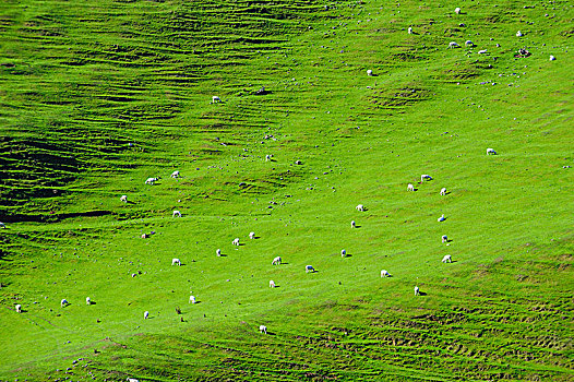 茂密,绿色,地点,绵羊,奥塔哥,半岛,南岛,新西兰