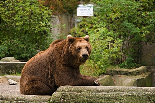 放松,熊